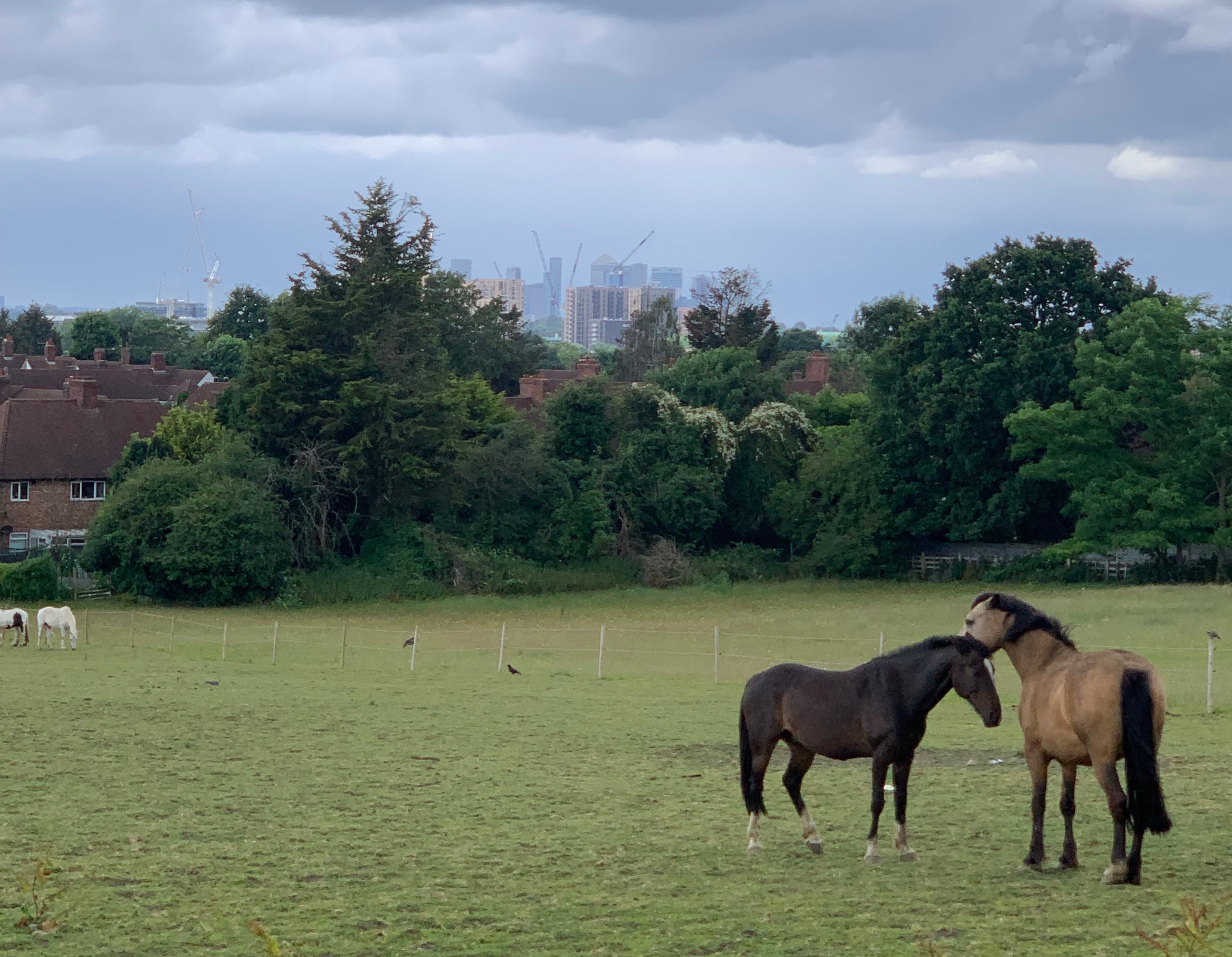Eltham Palace horses with the city in the background