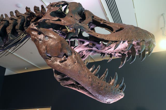 <p>Tyrannosaurus Rex dinosaur fossil skeleton is displayed in a gallery at Christie’s auction house</p>
