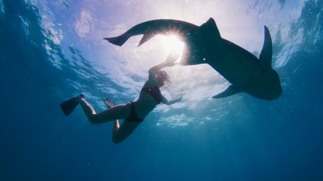 <p>A woman swims with a nurse shark in the Maldives</p>