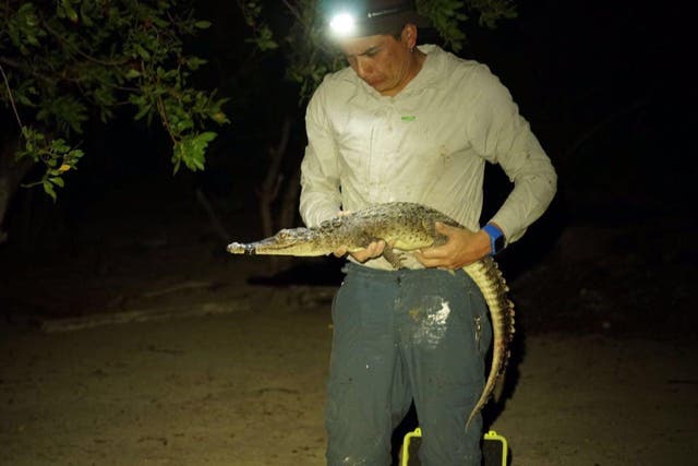 <p>Prof Hans Larsson with newly identified crocodile species</p>